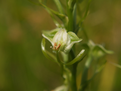 Habenaria 019.jpgのサムネール画像